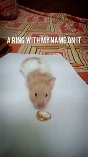 Muffin left the chat 🥀🍂 #hamster #pets #funny #petvideos #cute