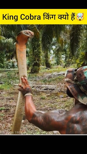 Why Are King Cobras Difficult ToControl? #shorts