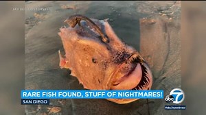 Rare, deep-sea Pacific footballfish washes up on San Diego, California beach