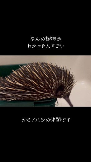 温浴して綺麗さっぱり🦔 #珍獣 #オーストラリア #ハリネズミ #ハリモグラ #カモノハシ