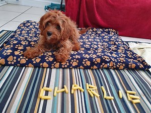Charlie the 5 month old Cavapoo returned home today after 2 weeks residential training with us. Charlie is a super happy and smart chap. He loves life and everything in it, which meant he was very excitable around both dogs and people. His 'go to' behaviour was always jumping and as his owners have a young child they wanted this addressed. We have been working on reducing the jumping by asking for an alternative behaviour when he approaches people. The more he has practiced this the better he ha