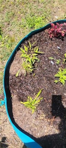 Something Has Been Chomping On The Common Plantain! 🙄😮‍💨 #garden #gardening #commonplantain