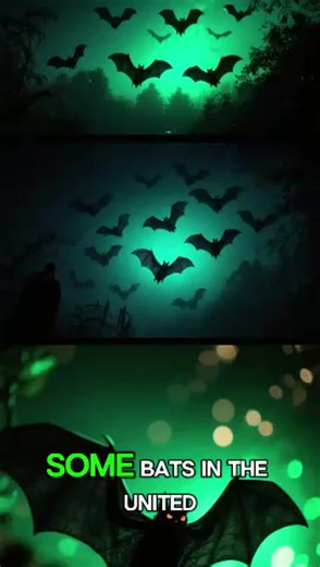 Glowing Bats in the United States - Some bats in the United States glow ghostly green under UV light, but why does this strange phenomenon exist, and what did researchers from the University of Georgia uncover about it, according to a study published in Ecology and Evolution? | Maze of Thoughts | Facebook