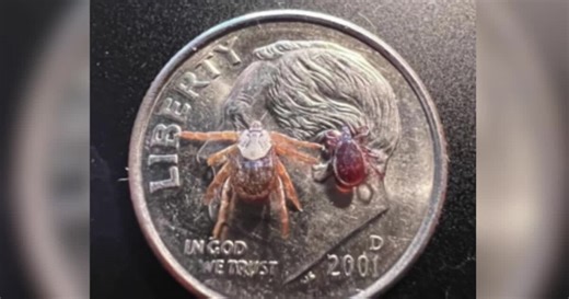 Deer tick found in Montana