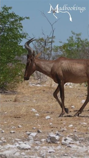 Hartebeest in Etosha National Park, Namibia.