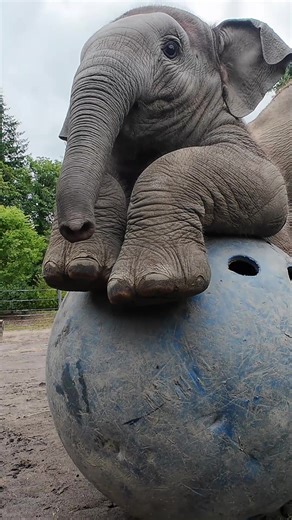 Happy birthday Tula-Tu! This petite party pachyderm is 1 today 💖 #elephant #animals #birthday #oregonzoo