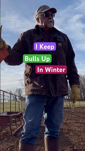 Why I keep bulls up in winter