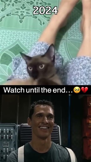 Try To Not Cry Pets Edition #pets #jesus #sad #cat