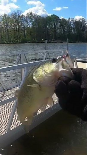 Alum creek bass fishing.