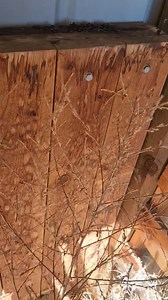 Pack Rats & Colorado Foothills 🐭🏔️ If you live in the foothills of Colorado, you’re living in pack rat country. The foothills are their natural habitat. Rocky terrain, boulders, hillside brush, and dense vegetation provide everything they need to survive. Homes built in these areas don’t attract pack rats by accident; they sit directly within the environment pack rats have always lived in. While pack rats belong in the foothills, they do not belong inside homes. That’s where problems begin. Pa