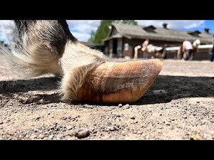 OVERDUE miniature PONY Hooves