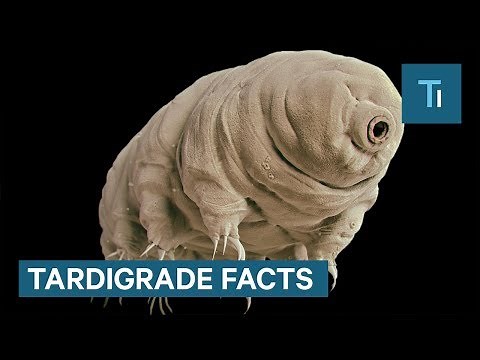 Meet The 'Water Bear': A Nearly Invincible Creature