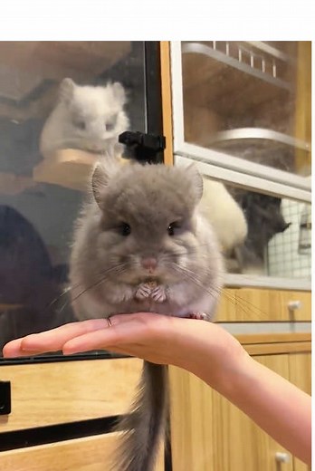 Discover Why Chinchillas Make the Cutest Pets