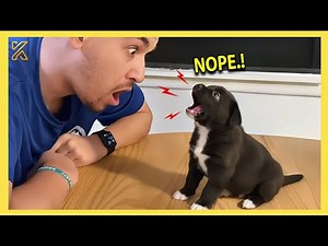 🐶 When Adorable Dogs Start Arguing Back to Their Owners 🤣 Funniest Dog Ever!