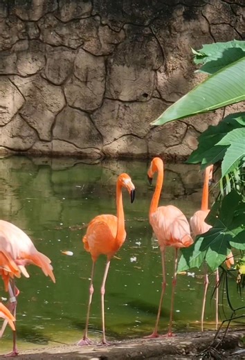 Good morning from our Flamingos 🦩🦩 The Emperor Valley Zoo is home to a flock of Caribbean flamingos (also called the American flamingos). These beautiful birds, known for their pink feathers, can grow to an average height of 5 feet tall! Flamingos have long necks and legs. They produce a range of vocalizations including a honking sound. Their diet includes algae, crustaceans and mollusks. Look out for these outstanding birds during your next visit to the zoo! #CaribbeanFlamingo #EmperorValleyZ