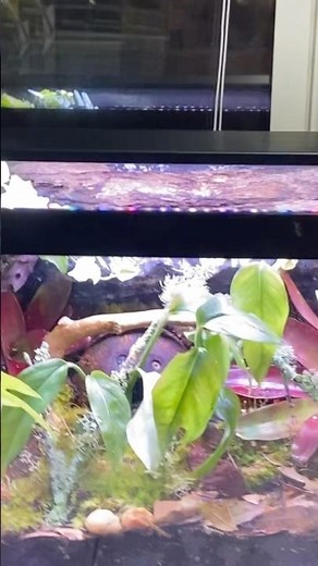 Bioactive Memory Lane Series-Straight from the vault-10 Gal Designed w/Dart Frogs in mind 2/13/23