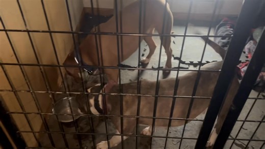* The dogs are now with Winona animal control Please help find the owners. I found these little pitties running on broadway and huff st. Very timid but friendly. 507-961-6707il | Max Ruff