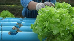 Farmers are harvesting salad vegetables, lettuce grown by a hydroponic system, hydroponic greenhouse.