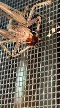 Is There Anything This Predatory Katydid Can't Eat?