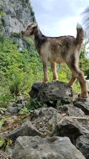 Real Goat Sound 🐐 | Nature Animal Voice #Shorts #animalsounds #goat #nature