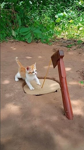 Amazing Quick Unique DIY Trapping Technique Using Cardboard Box and Axe #cat #shorts #trap #cute