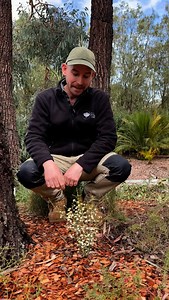 🌸 Rare bloom alert! 🚨 For the very first time, this endangered Victorian species has burst into flower in the Australian Garden — and we couldn’t be more excited! 🥳 Here’s Acting Senior Curator of Horticulture, Matt Henderson, shining the spotlight on 𝑃ℎ𝑒𝑏𝑎𝑙𝑖𝑢𝑚 𝑓𝑒𝑠𝑡𝑖𝑣𝑢𝑚, commonly known as the dainty phebalium. 📍 Eucalypt Walk, Royal Botanic Gardens Cranbourne | Royal Botanic Gardens Victoria