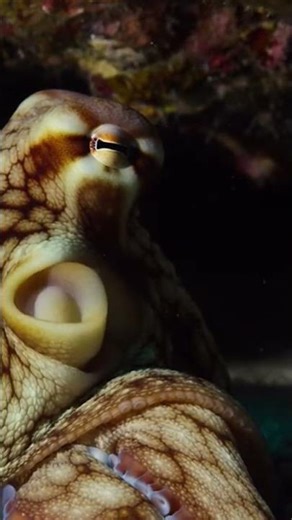 Octopus Hunting #documentary