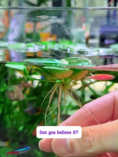 Fish Tank No Water Change 2 Months? Amazing Plant Secret!