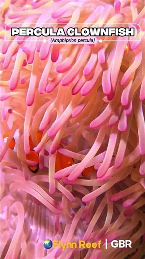 Percula clownfish in Magnifica Anemone