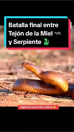 Tejón de la miel: Tenacidad y vida salvaje