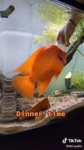 Red Devil Fish in Large Aquarium Feeding Time