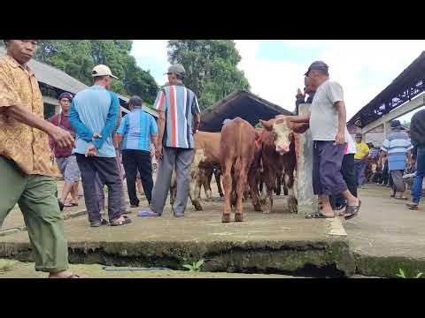 Video of cows at a traditional animal market, listen to the cute sounds of cows #cow #moo