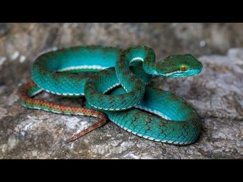 Cambodia's Cave Secrets: Unveiling New Species