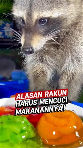 Raccoons who like to wash food are not because of cleanliness!!