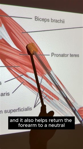 Brachioradialis #kinesiology #anatomy #anatomyshorts #anatomystudy #science #biomechanics