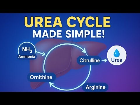 Urea Cycle Explained Easily | Step-by-Step with Diagram for Biology Students| #ureacycle#educatorbug