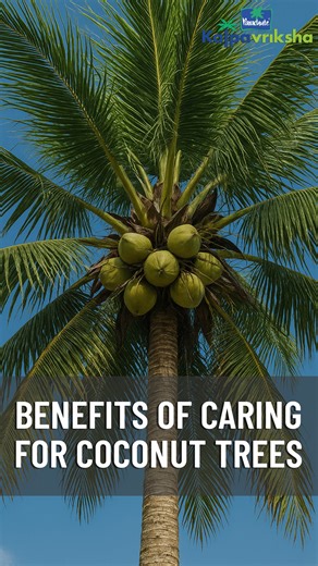 13K views · 229 reactions | Caring for coconut trees offers multiple...