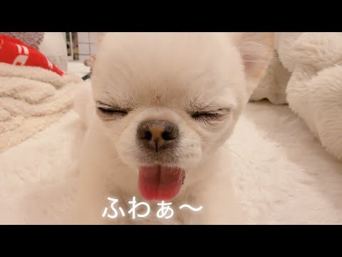 【超至近距離】癒しの世界。