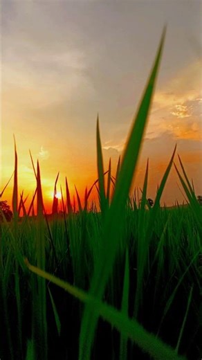 No Sound File The Nature 😔 #nature #villagelife