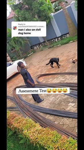 Untrained Dogs' Reactions During Property Assessment Test