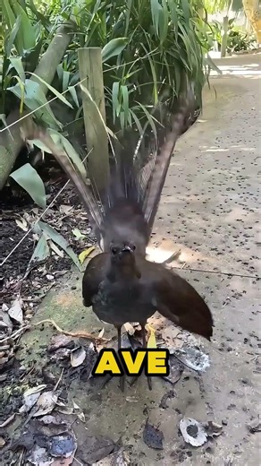 los sonidos mas aterradores de los animales #curiosidades