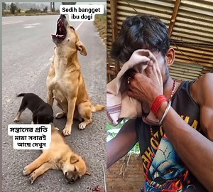 742K views · 13K reactions | Bikash Bhowmik on Reels | Facebook