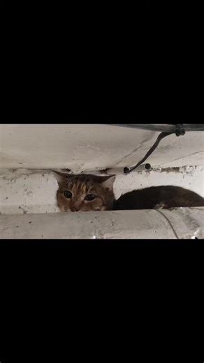 если кто-то нам захочет немножко помочь, адреса пунктов доставки: озон, Минск, ул. Сурганова, 50 WB, Минск, ул. Мележа, 3 карточка МИР российских и белорусских рублей: 9112 3801 6108 6501 LEV KATSNELSON