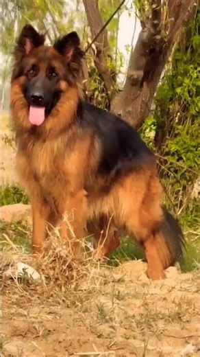 German Shepherd puppy available strong body alert nature vaccinated trained contact now fast