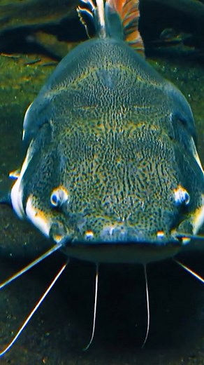 50K views · 94 reactions | What Fish Can Be Found In Loch Ness? | IFLScience | Facebook