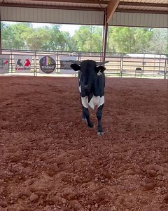 Bucking bulls are bred to spin! PBR American Bucking Bull Inc. Frontier Trading Company | Nothin' But Try Ranch and Event Center
