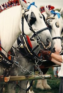 There’s something truly special about the majesty of draft horses. Their strength is undeniable, yet their temperament is gentle and calm—an incredible balance that has made them beloved partners for centuries. Seeing them dressed in full harness, adorned with colorful ribbons and polished tack, reminds us of the pride and tradition behind working horse breeds. These gentle giants have carried our history on their backs—plowing fields, pulling wagons, and helping communities grow long before mod