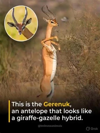 Antelope Eats Like Giraffe 🦒🦌
