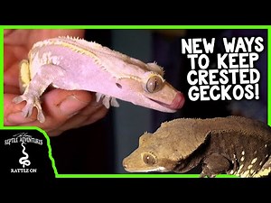 YOU'VE NEVER SEEN CRESTED GECKOS LIKE THESE BEFORE!