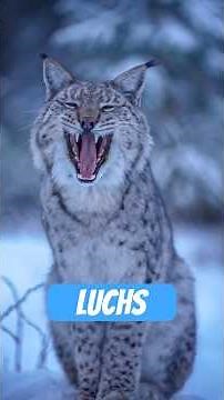 Lynx – the silent shadow with brush ears